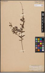 Foto von Salix capensis Thunb.